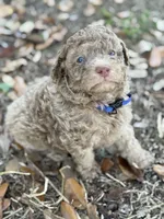 *Puppies Coming Soon*, a  Poodle - Toy  for sale in Port Charlotte, FL – 10 of 10