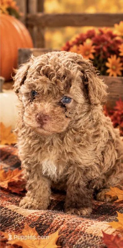 Jasper – Poodle - Toy  puppy for sale in Port Charlotte, FL