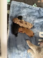 Ruby, a female Poodle - Toy  for sale in Port Charlotte, FL – 5 of 5
