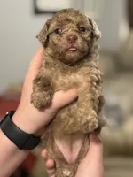 *Puppies Coming Soon*, a  Poodle - Toy  for sale in Port Charlotte, FL – 8 of 10