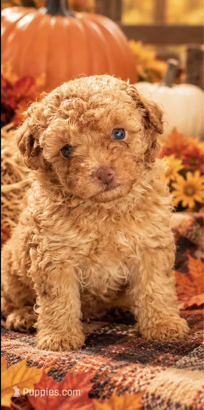 Ruby – Poodle - Toy  puppy for sale in Port Charlotte, FL