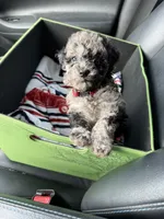 *Puppies Coming Soon*, a  Poodle - Toy  for sale in Port Charlotte, FL – 6 of 10