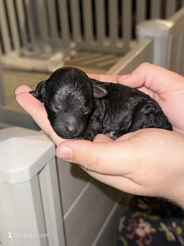 Diamond – Poodle - Toy  puppy for sale in Port Charlotte, FL