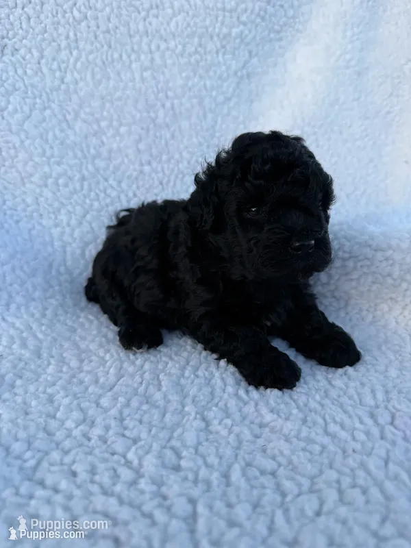Diamond – Poodle - Toy  puppy for sale in Port Charlotte, FL