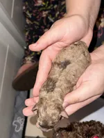 Jasper, a male Poodle - Toy  for sale in Port Charlotte, FL – 4 of 5