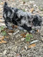 *Puppies Coming Soon*, a  Poodle - Toy  for sale in Port Charlotte, FL – 9 of 10