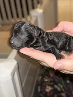 Diamond, a female Poodle - Toy  for sale in Port Charlotte, FL – 3 of 5
