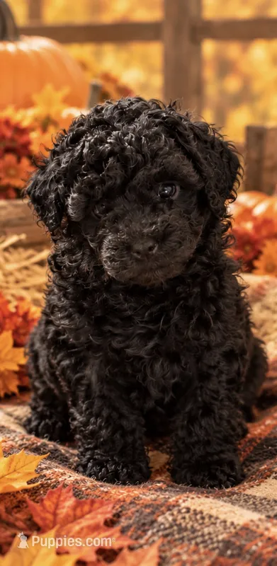 Diamond – Poodle - Toy  puppy for sale in Port Charlotte, FL