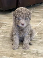 *Puppies Coming Soon*, a  Poodle - Toy  for sale in Port Charlotte, FL – 5 of 10