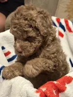 *Puppies Coming Soon*, a  Poodle - Toy  for sale in Port Charlotte, FL – 4 of 10