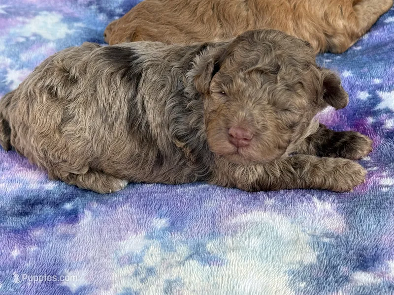 Jasper – Poodle - Toy  puppy for sale in Port Charlotte, FL