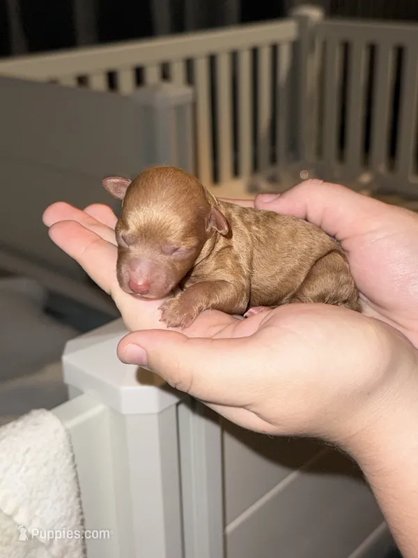 Ruby – Poodle - Toy  puppy for sale in Port Charlotte, FL