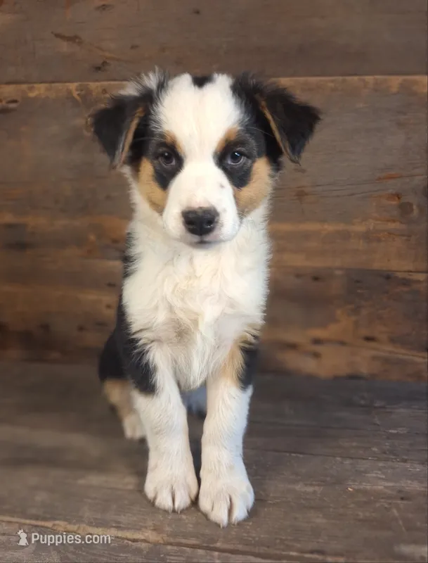 Ephraim – Australian Shepherd puppy for sale in Ovid, MI