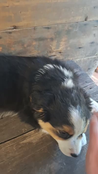Adam, a male Australian Shepherd for sale in Ovid, MI – 7 of 10