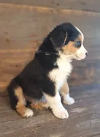Adam, a male Australian Shepherd for sale in Ovid, MI – 3 of 10