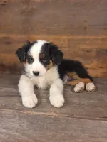 Daniel, a male Australian Shepherd for sale in Ovid, MI – 5 of 10