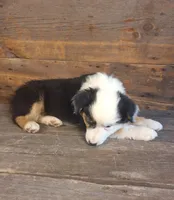 Frank, a male Australian Shepherd for sale in Ovid, MI – 9 of 10