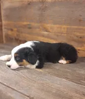 Daniel, a male Australian Shepherd for sale in Ovid, MI – 6 of 10