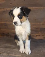 Ephraim, a male Australian Shepherd for sale in Ovid, MI – 6 of 7