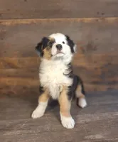 Frank, a male Australian Shepherd for sale in Ovid, MI – 3 of 10