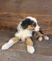 Frank, a male Australian Shepherd for sale in Ovid, MI – 7 of 10
