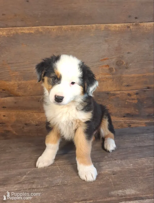 Frank – Australian Shepherd puppy for sale in Ovid, MI