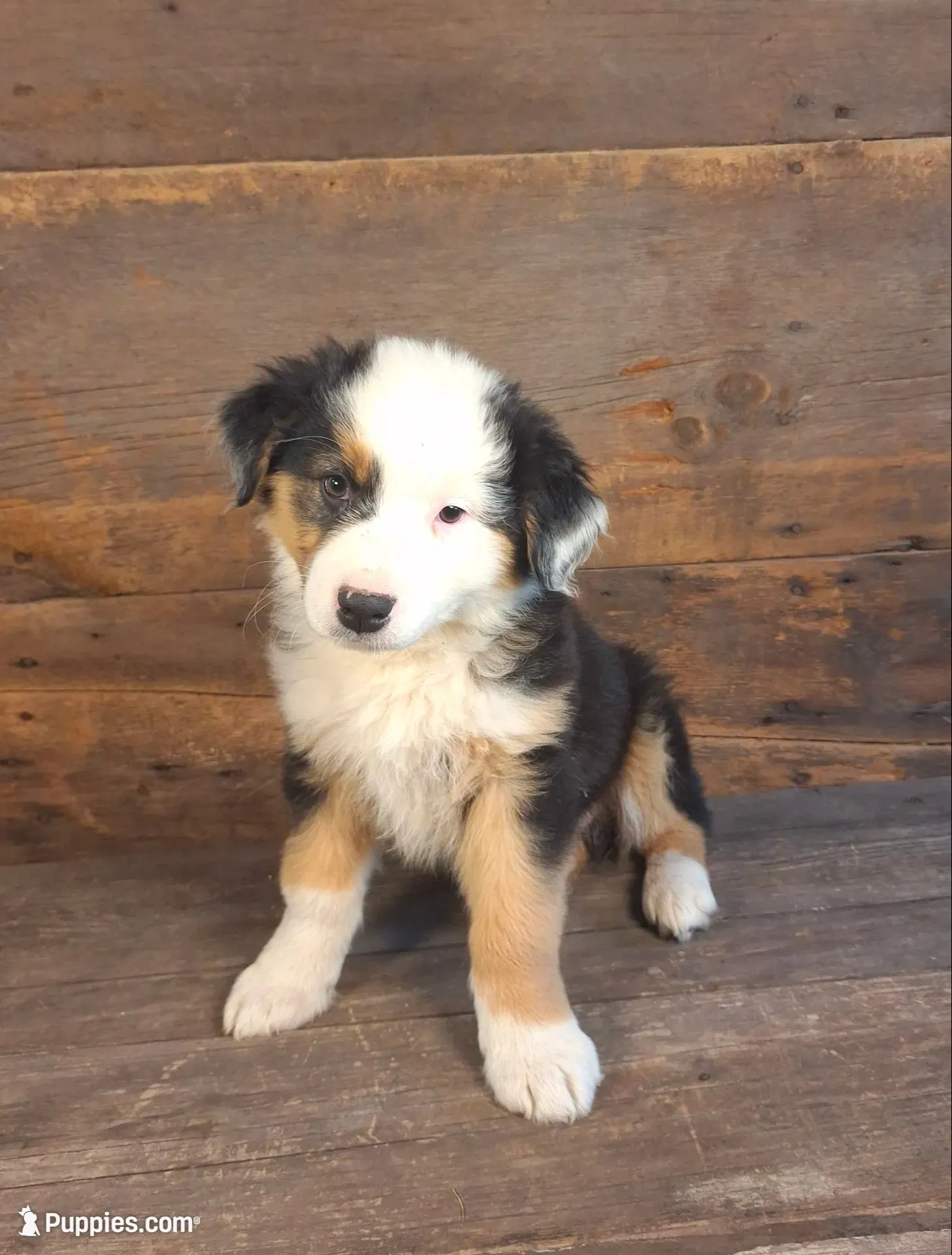 Frank, a male Australian Shepherd for sale in Ovid, MI – 1 of 10