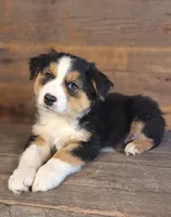 Adam, a male Australian Shepherd for sale in Ovid, MI – 8 of 10