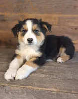 Adam, a male Australian Shepherd for sale in Ovid, MI – 5 of 10