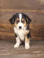 Benjamin, a male Australian Shepherd for sale in Ovid, MI – 5 of 10