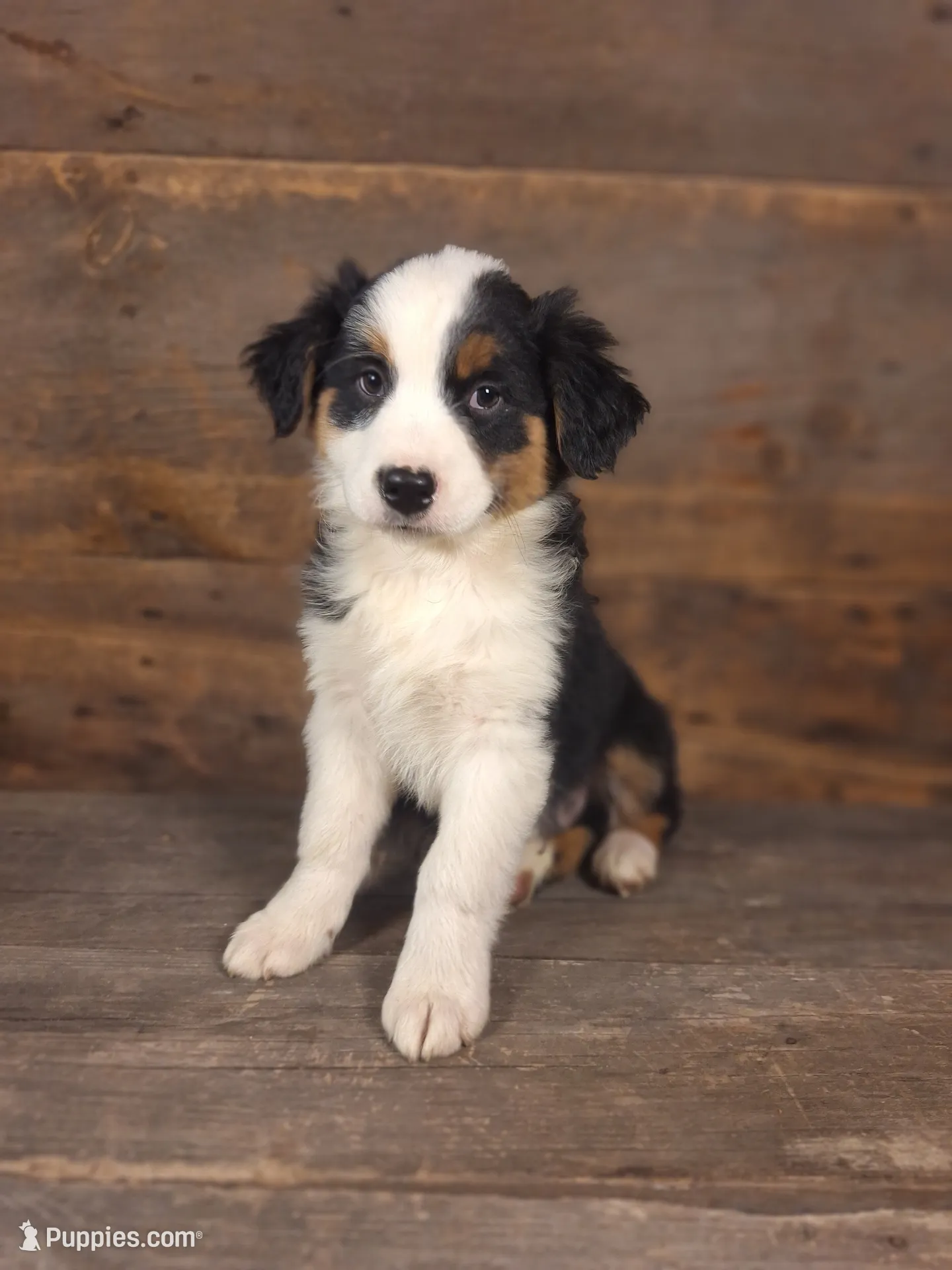 Daniel, a male Australian Shepherd for sale in Ovid, MI – 1 of 10
