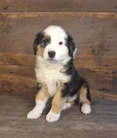 Frank, a male Australian Shepherd for sale in Ovid, MI – 2 of 10