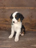 Daniel, a male Australian Shepherd for sale in Ovid, MI – 4 of 10