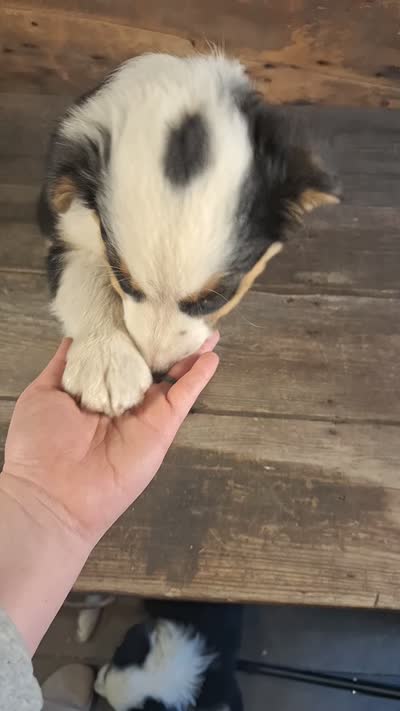 Ephraim, a male Australian Shepherd for sale in Ovid, MI – 7 of 7