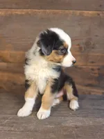 Frank, a male Australian Shepherd for sale in Ovid, MI – 4 of 10