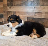 Diana, a female Australian Shepherd for sale in Ovid, MI – Photo 10 of 10