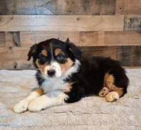 Diana, a female Australian Shepherd for sale in Ovid, MI – Photo 8 of 10