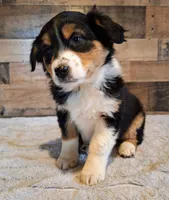 Diana, a female Australian Shepherd for sale in Ovid, MI – Photo 3 of 10