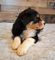 Diana, a female Australian Shepherd for sale in Ovid, MI – Photo 7 of 10