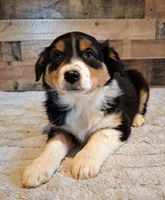 Diana, a female Australian Shepherd for sale in Ovid, MI – Photo 6 of 10