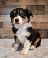 Diana, a female Australian Shepherd for sale in Ovid, MI – Photo 2 of 10