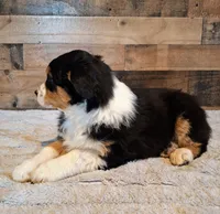 Diana, a female Australian Shepherd for sale in Ovid, MI – Photo 5 of 10