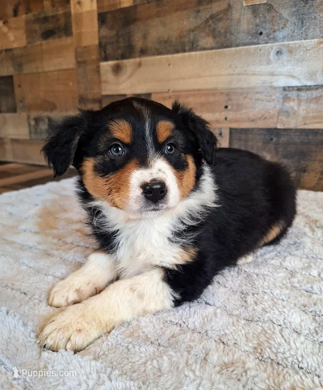 Diana – Australian Shepherd puppy for sale in Ovid, MI
