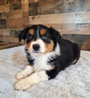 Diana, a female Australian Shepherd for sale in Ovid, MI – Photo 9 of 10