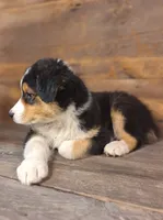 Benjamin, a male Australian Shepherd for sale in Ovid, MI – 9 of 10
