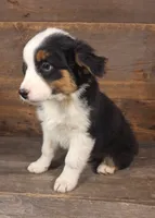 Daniel, a male Australian Shepherd for sale in Ovid, MI – 2 of 10