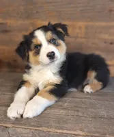 Adam, a male Australian Shepherd for sale in Ovid, MI – 6 of 10