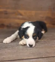 Daniel, a male Australian Shepherd for sale in Ovid, MI – 8 of 10