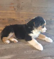 Adam, a male Australian Shepherd for sale in Ovid, MI – 2 of 10