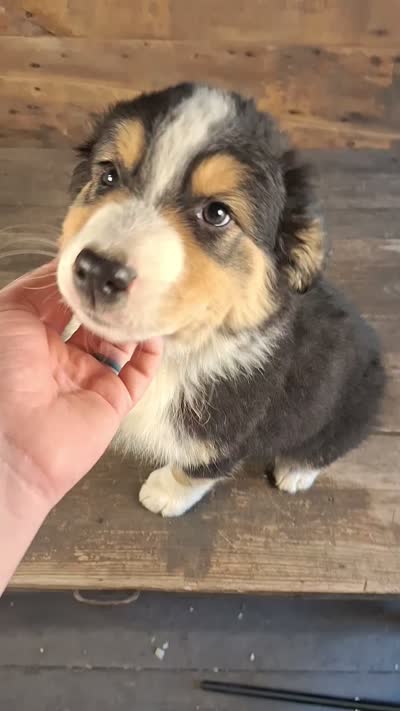 Benjamin, a male Australian Shepherd for sale in Ovid, MI – 10 of 10